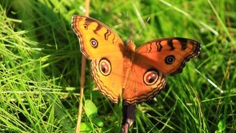 Orange butterfly on grass