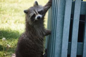 cute raccoon in nature