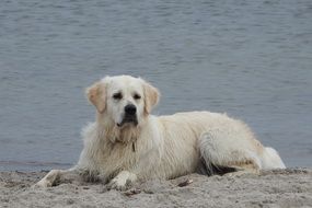 Golden retriever on the beach near the sea