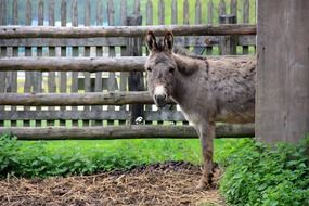 the donkey looks out of the barn