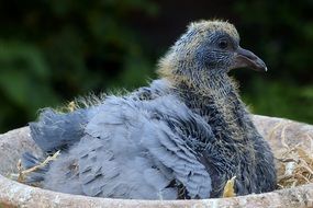 young dove in the nest