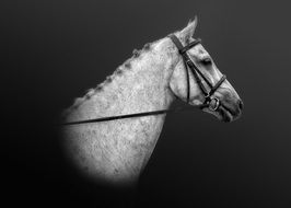 horse portrait drawing