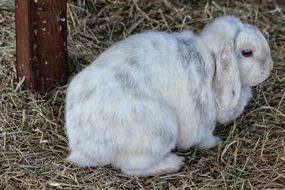 white rabbit is sitting on hay