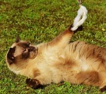 beige British shorthair cat with his toy