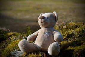 soft Teddy bear on the grass