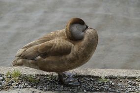 duck on the shore