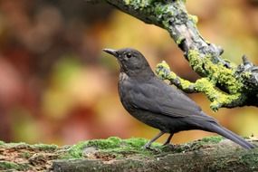 Blackbird on a tree branch in autumn