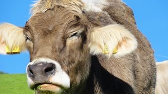 gorgeous beauty Cow