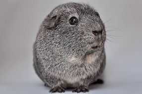 guinea pig on a gray background