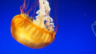 transparent jellyfish in water