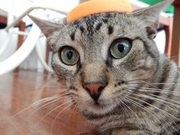 Cat Surprised