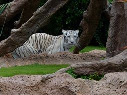 unmatched White Bengal Tiger