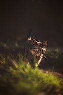 Cat Prowl in Garden