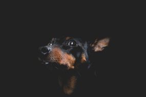 portrait of a dog on the black background