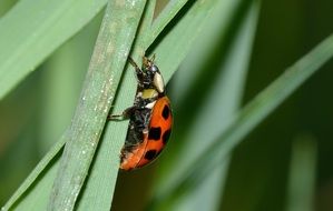 Hippodamia on a blade of grass close-up on a blurred background