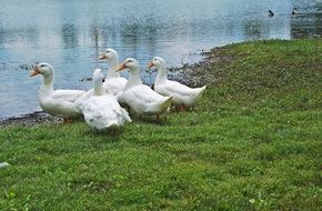 ducks on lake mingo