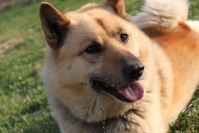 portrait of fluffy beige dog