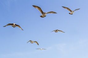 Seagull Bird flock