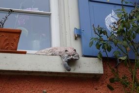 fluffy cat figure on the window