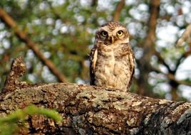 spotted owlet on the tree