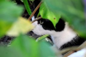 black and white cat among the foliage