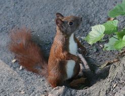 brown squirrel on the ground