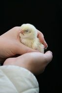 keep fluffy chicken in hand