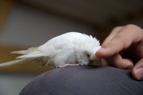 little white wavy parrot near the hand