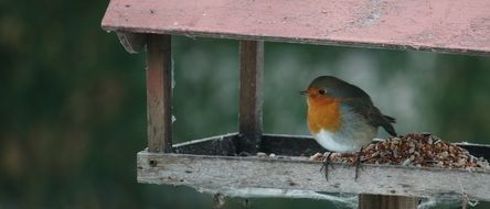 Beautiful and colorful bird on the Bird Feed Compound