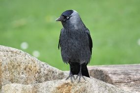 Jackdaw Black Bird