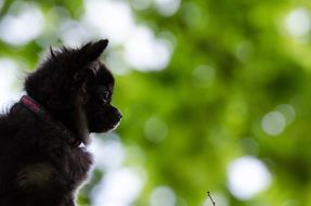 chihuahua near green tree close-up on a blurred background