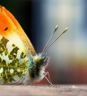 spotted Butterfly, detail, macro