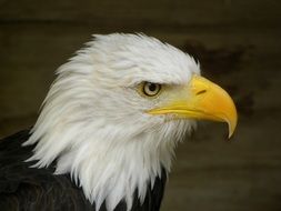 head of Bald Eagle at blur background