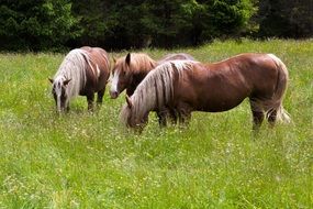 grazing haflinger horses