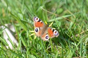 butterfly on grass