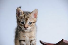 fascinating Cat Small