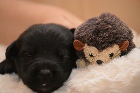 belgian shepherd puppy with a toy in bed