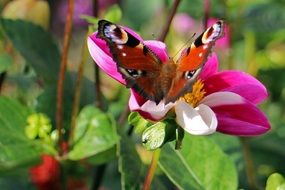 Peacock butterfly on spring flower