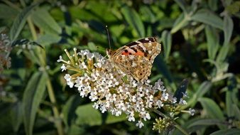 butterfly on a flower of grass