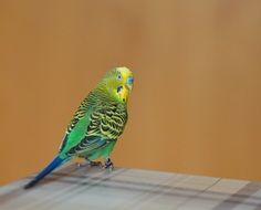 green budgie on orange background