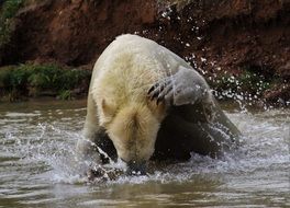 polar bear fishing