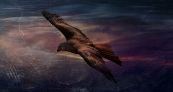 bird of prey flight as a drawing