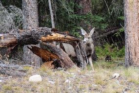 mule deer in wildlife behind tree