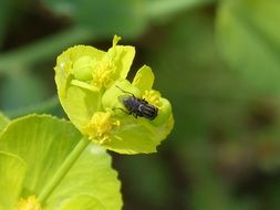 diptera on a plant close up