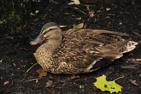 brown duck is resting on the shore