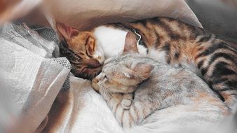 domestic cats are sleeping and cuddling