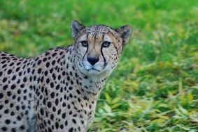 Leopard on a green glade, Africa