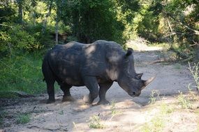 huge dangerous rhino on the road