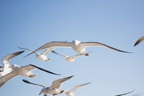 seagulls flying in the sky under the clouds