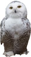 White Owl cut out